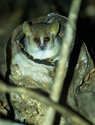 Grey Mouse Lemur