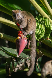 Sambirano Lesser Bamboo Lemur