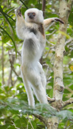 Silky Sifaka