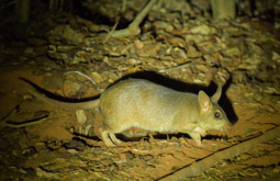 Malagasy Giant Jumping Rat