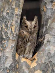 Madagascar Scops-Owl