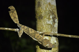 Giant Mossy Leaf-tailed Gecko