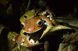 Madagascar Bright-eyed Frogs