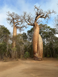 The Baobob Amourex