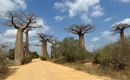 Avenue of the Baobobs