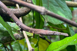 Madagascar Leaf-nosed Snake