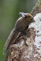 Tufted Pygmy Squirrel