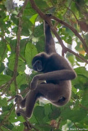 North Bornean Gray Gibbon