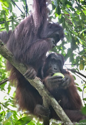 Orangutan Couple