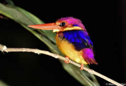 Black-backed Dwarf-Kingfisher 