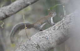 Collie's Squirrel