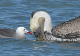 Heerman's Gull and Brown Pelican