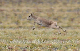 Saiga Antelope