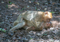 Barbary Macaques at Play