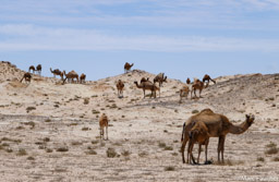 Western Sahara Camels