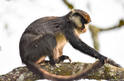 Female hybrid between a Dent's Mona Monkey and a Red-tailed Monkey