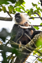 Angolan Colobus Monkeys