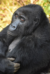 Mwidja, Eastern Lowland Gorilla