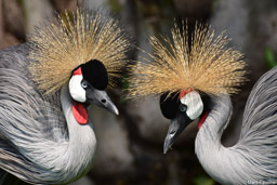 Grey Crowned-Cranes