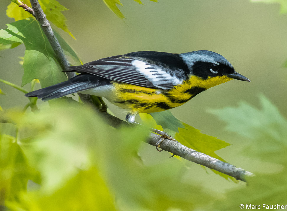 Vermont Birds, 2019 - World Travel, Marc and Peggy Faucher