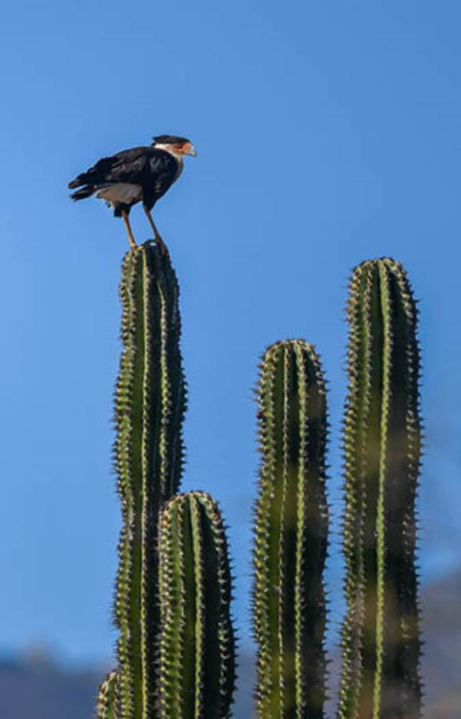 A bird standing on a cactus

Description automatically generated